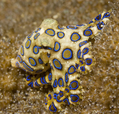 Poulpe à anneaux bleus