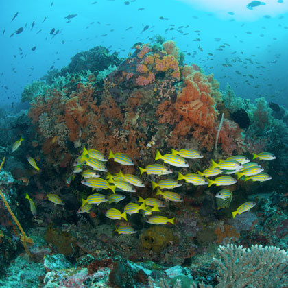Plongée Sulawesi